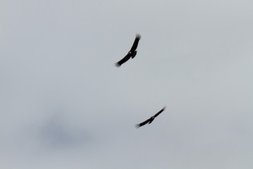Andean Condors. Colca Valley, Arequipa